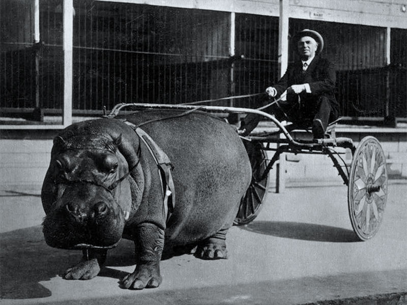 Un hippopotame tire une carriole.