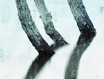Trois arbres, peut-être morts… du moins l’un d’eux, chronique de Paul de Sorbier sur « Le Soufi », ouvrage de Marc Graciano, pour Magazine Aléatoire.