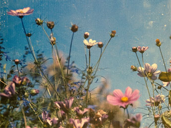 Du rose dans le bleu, un début de journée édifiant ! Éphémérides de Bernard Teulon-Nouailles pour Magazine Aléatoire. Une image d'Annie Spratt.