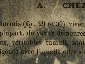 Son souffle noir… Un cyanotype de Jean-Luc Aribaud pour sa série « Ce que le soleil peut », dans Magazine Aléatoire.