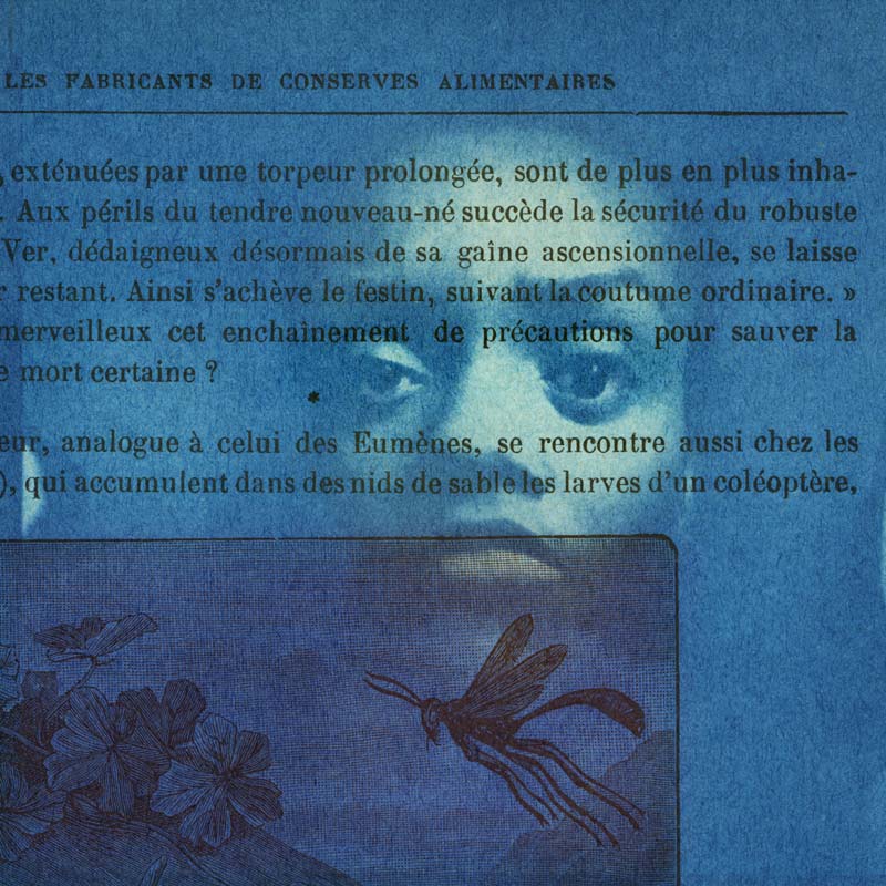 Je meurs, je ressuscite ? Un cyanotype de Jean-Luc Aribaud pour sa série « Ce que le soleil peut », dans Magazine Aléatoire.