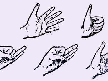 Le système nerveux. Ana Tot